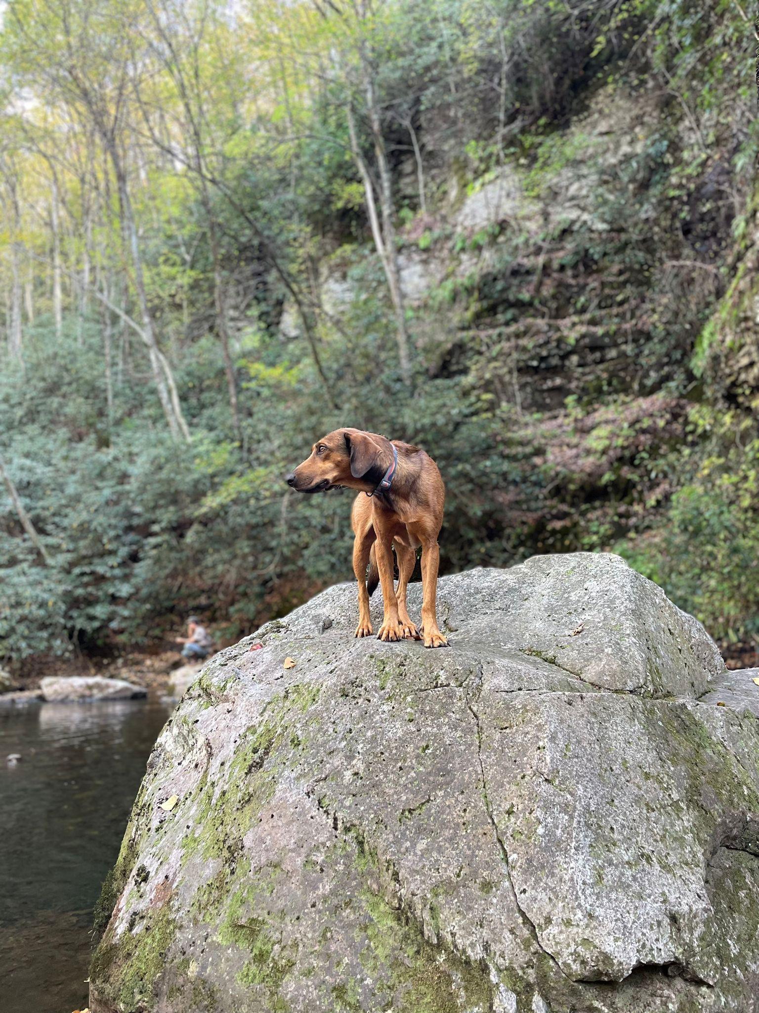 Enlarge Sage, a Adoptable mixed breed in Mouth Of Wilson, VA image 1/3