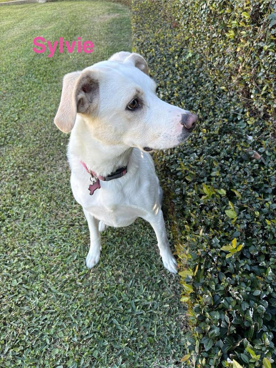 SYLVIE, a ADOPTABLE mixed breed in Madisonville, LA image 4/4