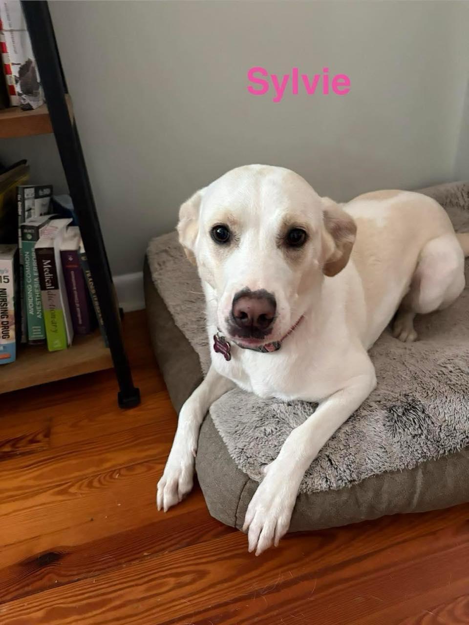 SYLVIE, a ADOPTABLE mixed breed in Madisonville, LA image 3/4