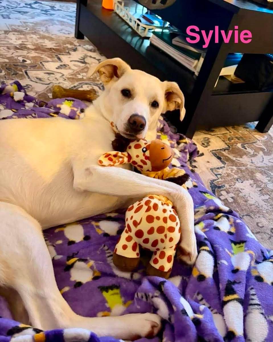 SYLVIE, a ADOPTABLE mixed breed in Madisonville, LA image 2/4