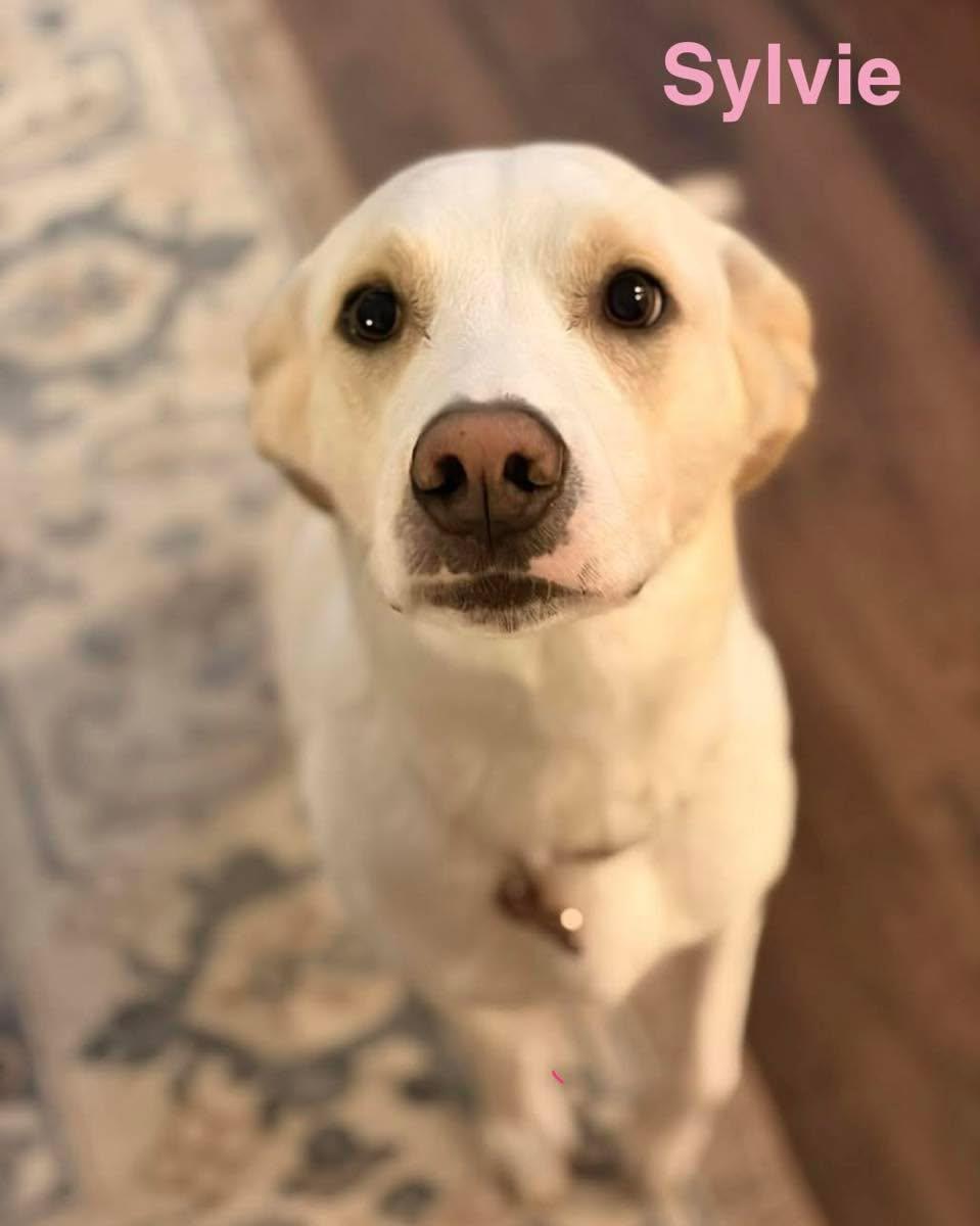 SYLVIE, ADOPTABLE, Adult Female Yellow Labrador Retriever & Labrador Retriever.