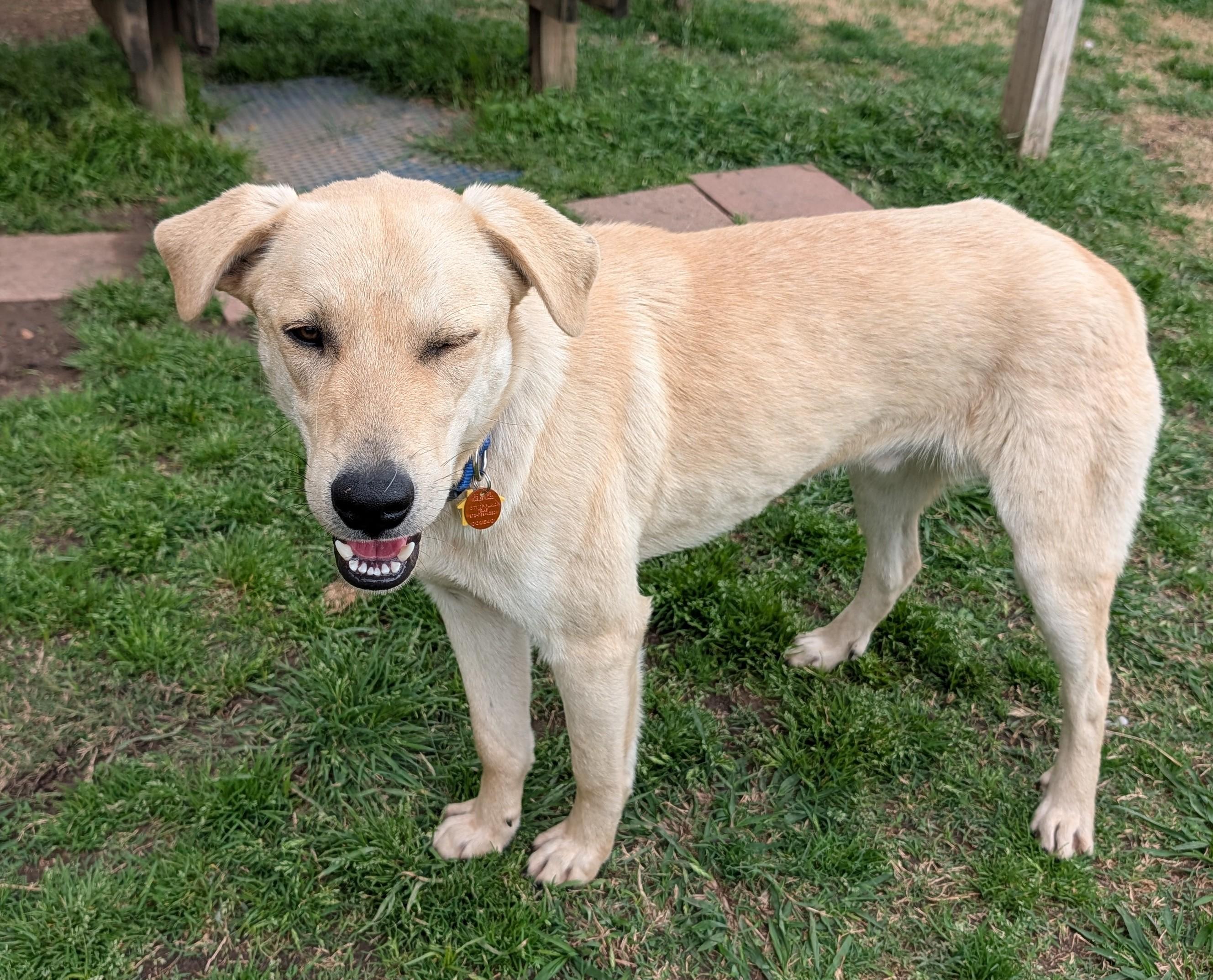 Enlarge Lucky A216164, an adopted Labrador Retriever in Plano, TX image 2/5