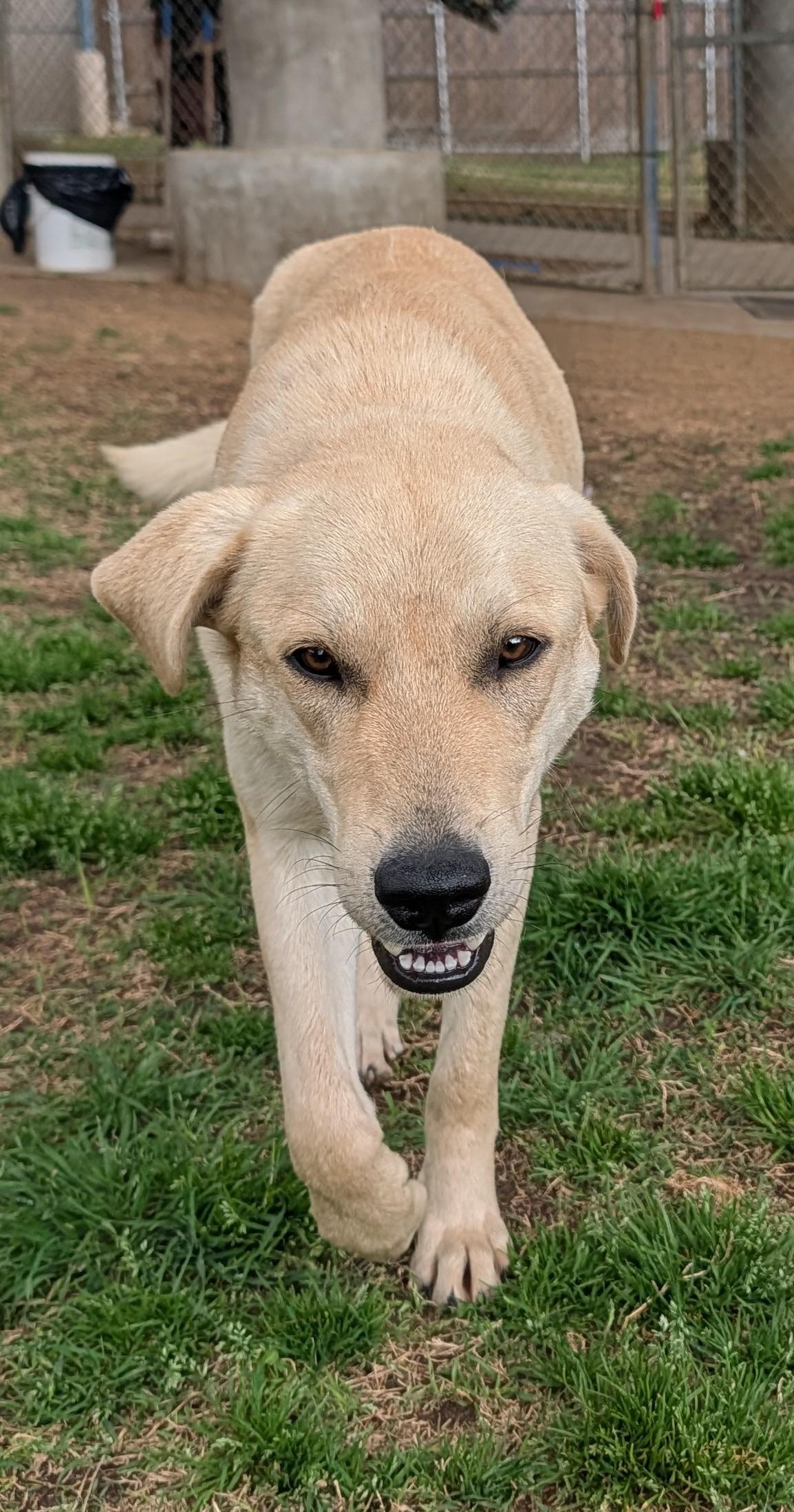 Enlarge Lucky A216164, an adopted Labrador Retriever in Plano, TX image 5/5