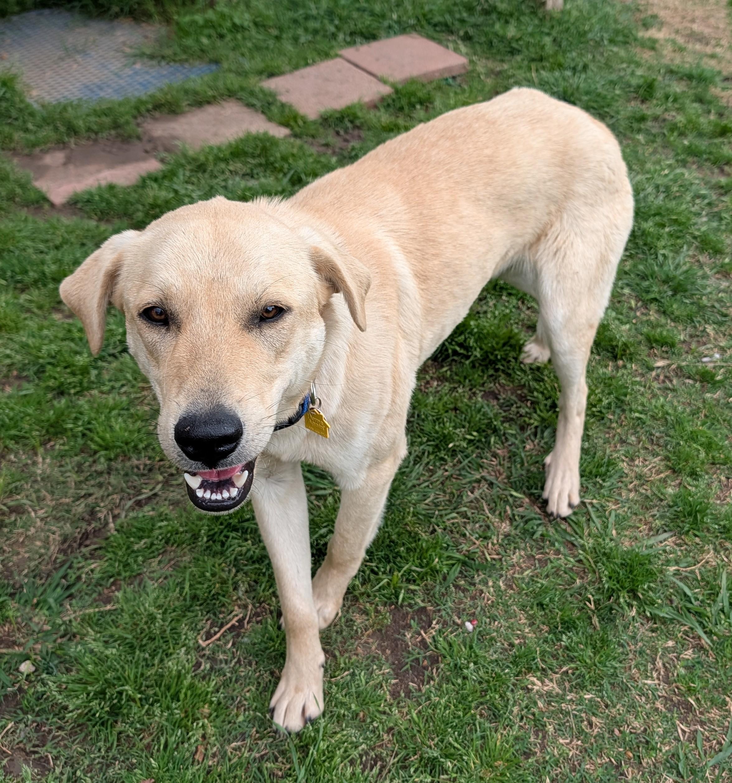 Enlarge Lucky A216164, an adopted Labrador Retriever in Plano, TX image 3/5