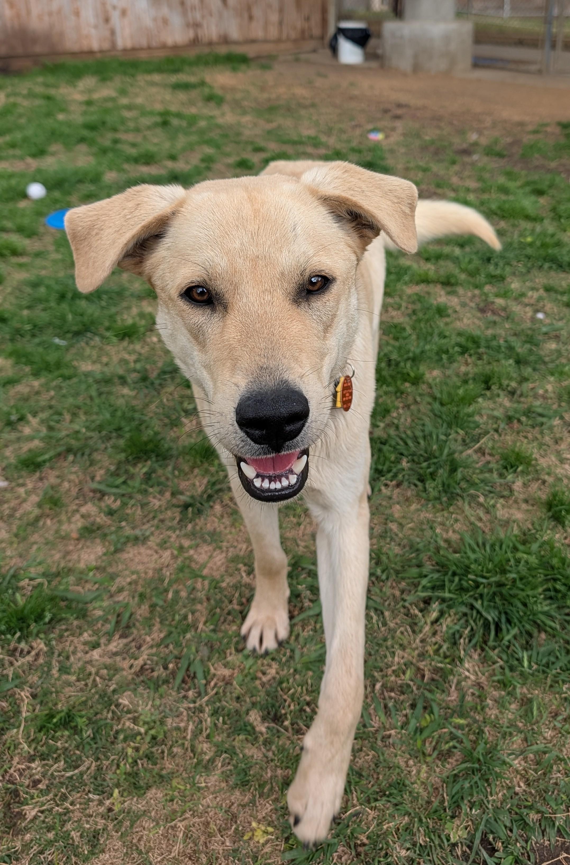 Enlarge Lucky A216164, an adopted Labrador Retriever in Plano, TX image 4/5