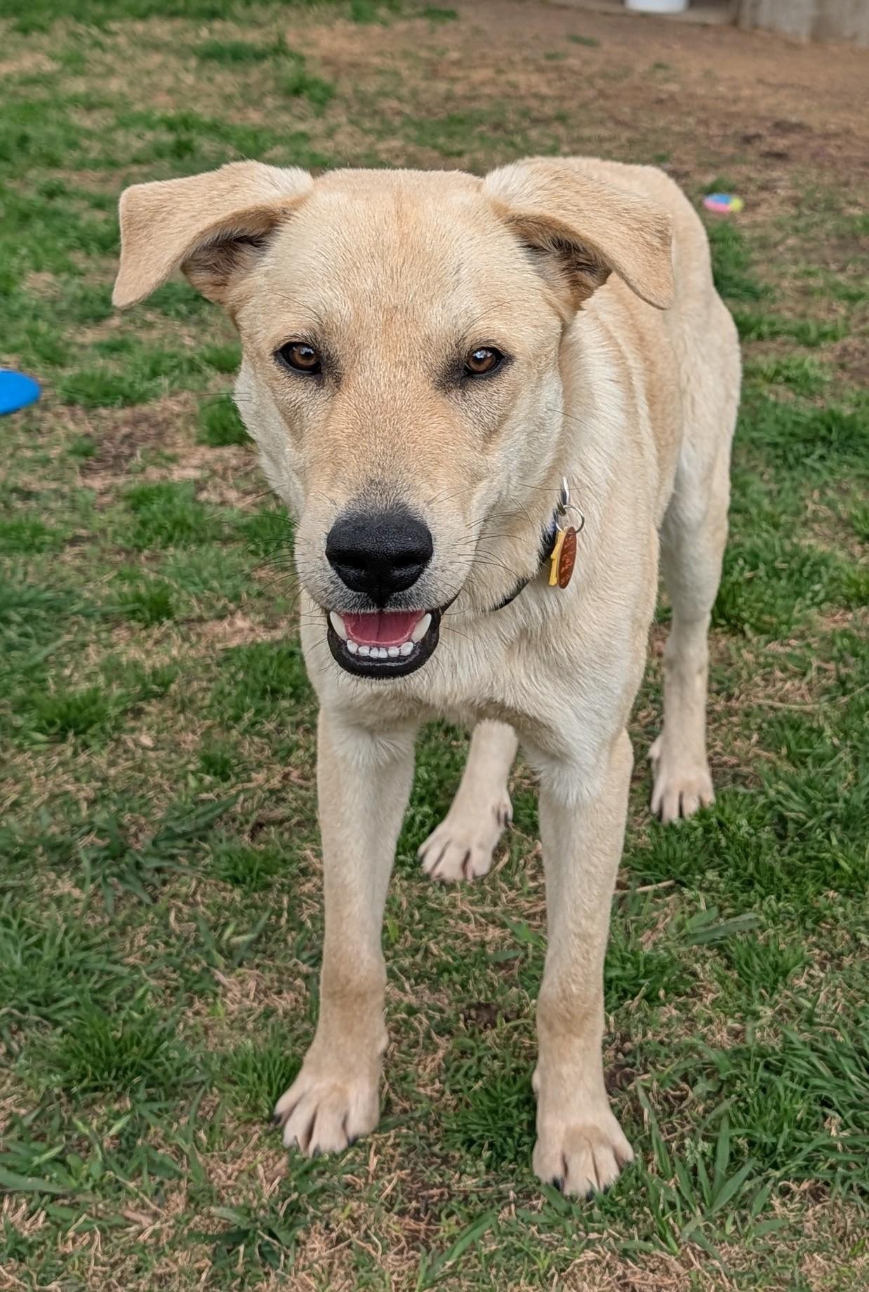 Lucky A216164, adopted, Young Male Labrador Retriever.