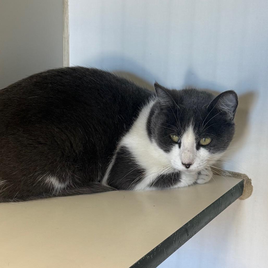 Enlarge Camel Crush, a Adoptable Domestic Short Hair in Pauls Valley, OK image 1/2