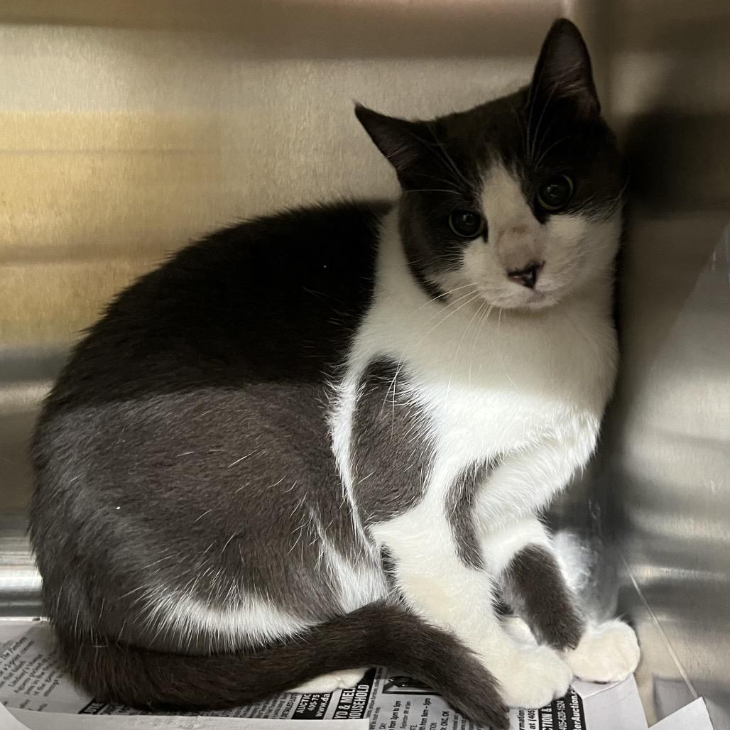 Enlarge Camel Crush, a Adoptable Domestic Short Hair in Pauls Valley, OK image 2/2