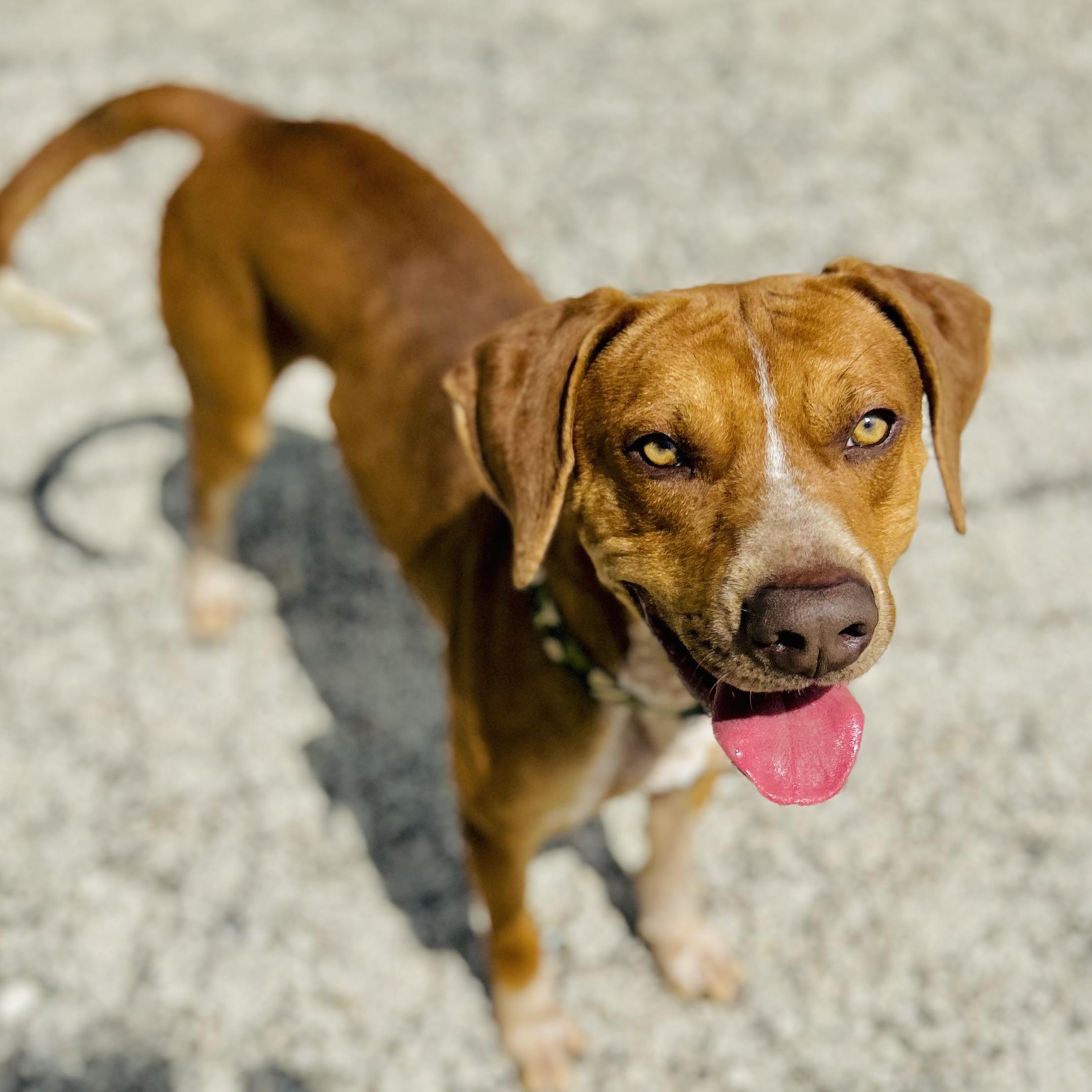Enlarge Copper, a ADOPTABLE mixed breed in Seguin, TX image 5/6