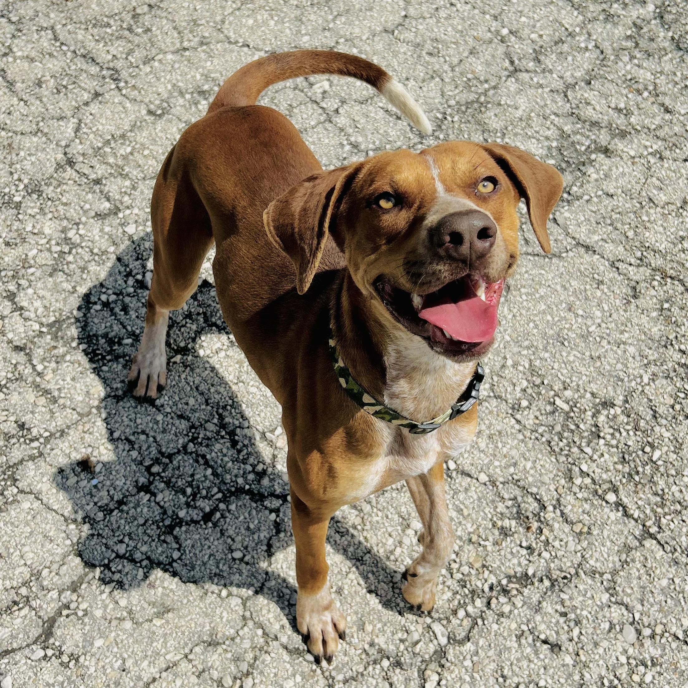 Copper, ADOPTABLE, Young Male Hound.