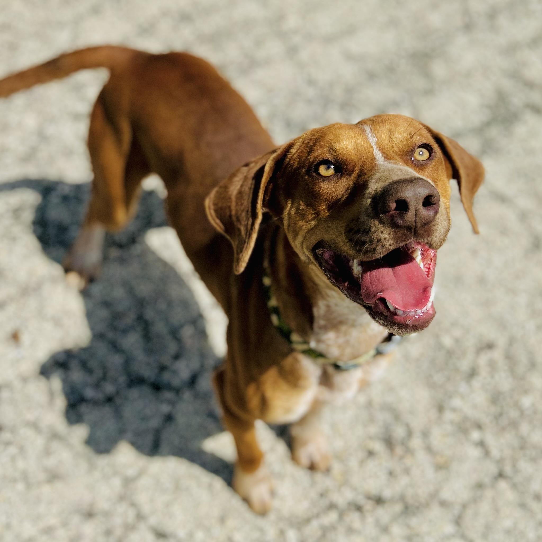 Enlarge Copper, a ADOPTABLE mixed breed in Seguin, TX image 3/6