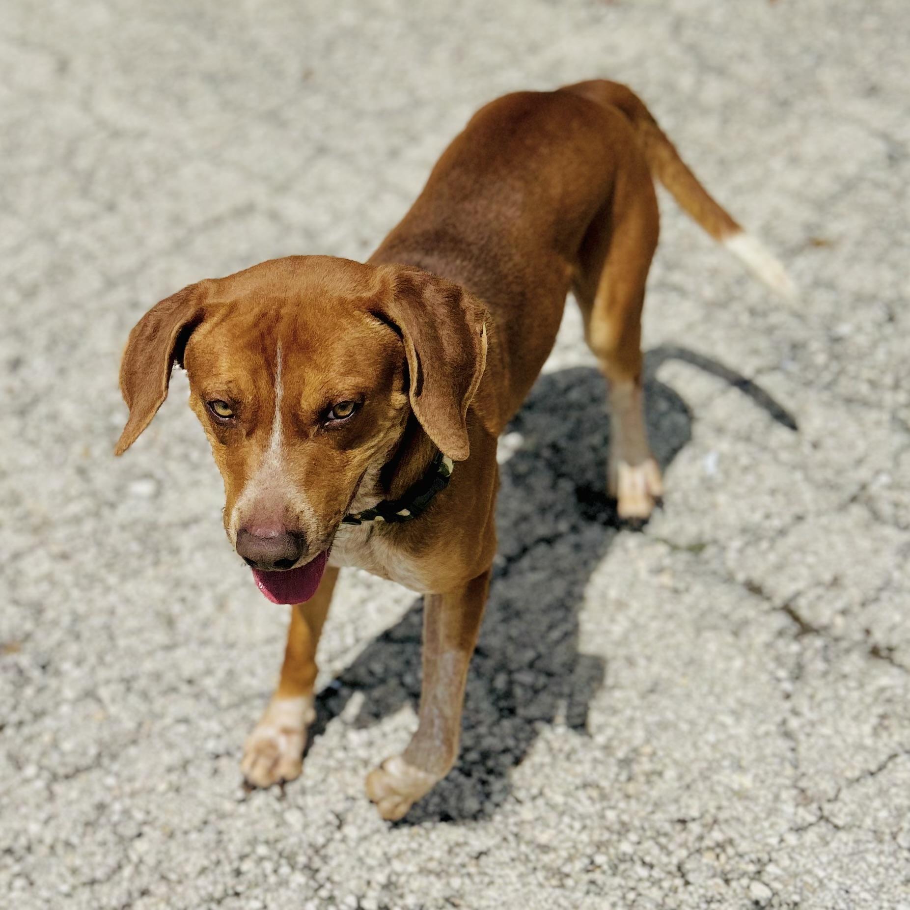 Enlarge Copper, a ADOPTABLE mixed breed in Seguin, TX image 4/6
