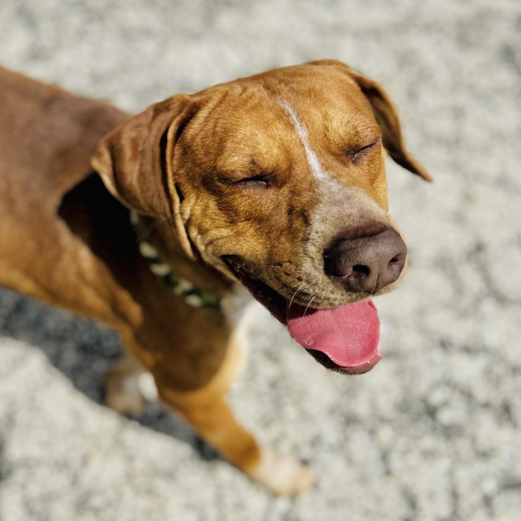 Enlarge Copper, a ADOPTABLE mixed breed in Seguin, TX image 2/6