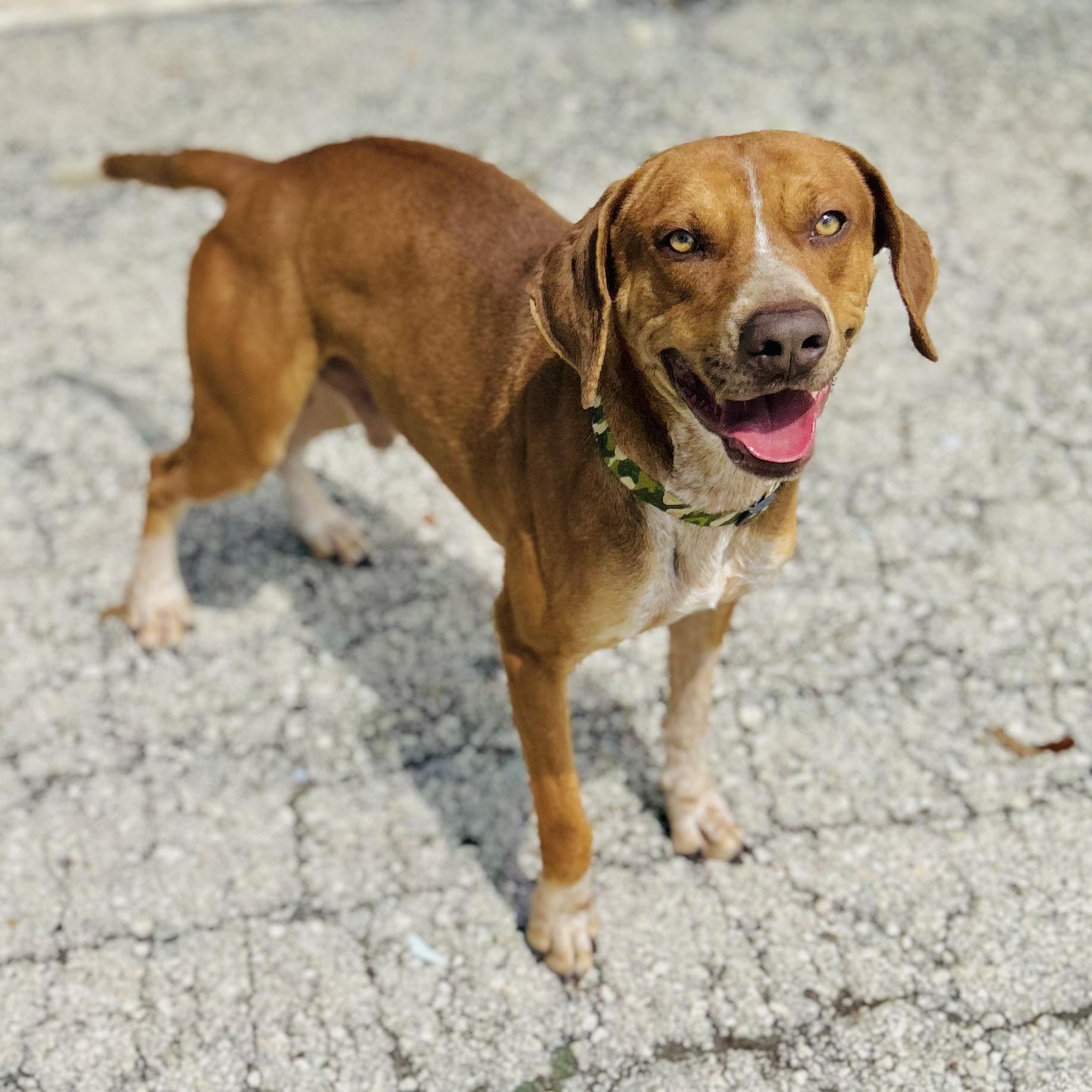 Enlarge Copper, a ADOPTABLE mixed breed in Seguin, TX image 6/6