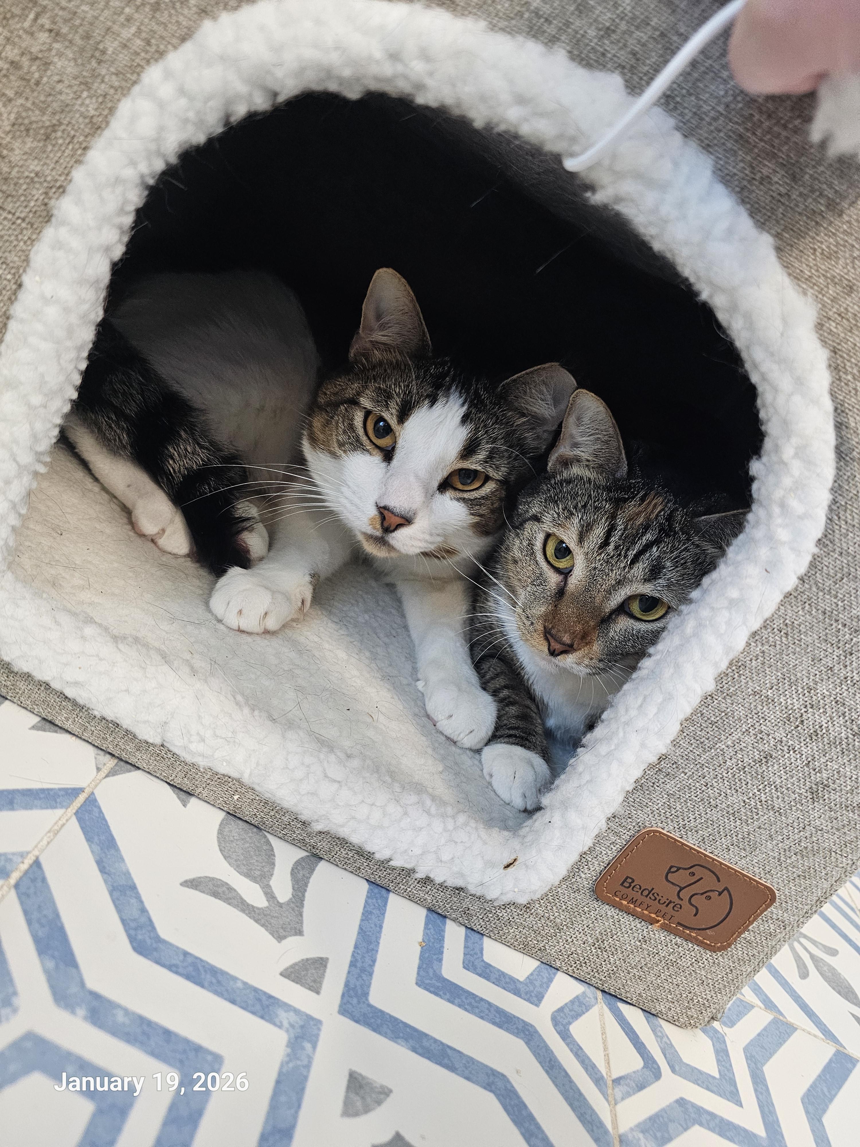 Lionel Lion — thumbnail 6