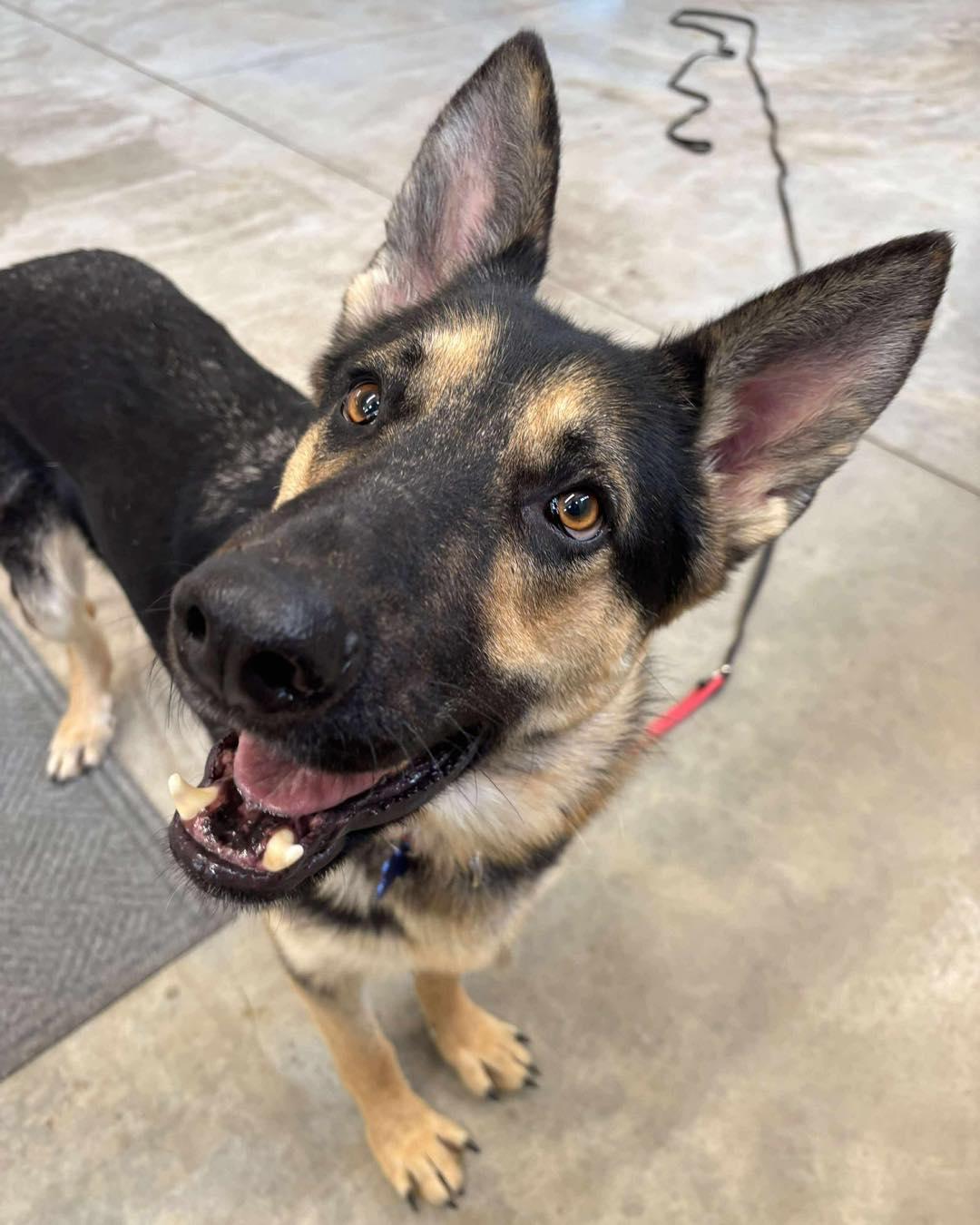 Enlarge Satchmo (FOSTERED IN MD), an adoptable German Shepherd Dog in Hagerstown, MD image 2/6