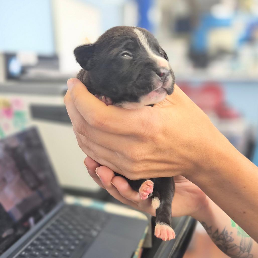 Enlarge McCrispy, a Adoptable mixed breed in Wahiawa, HI image 1/2