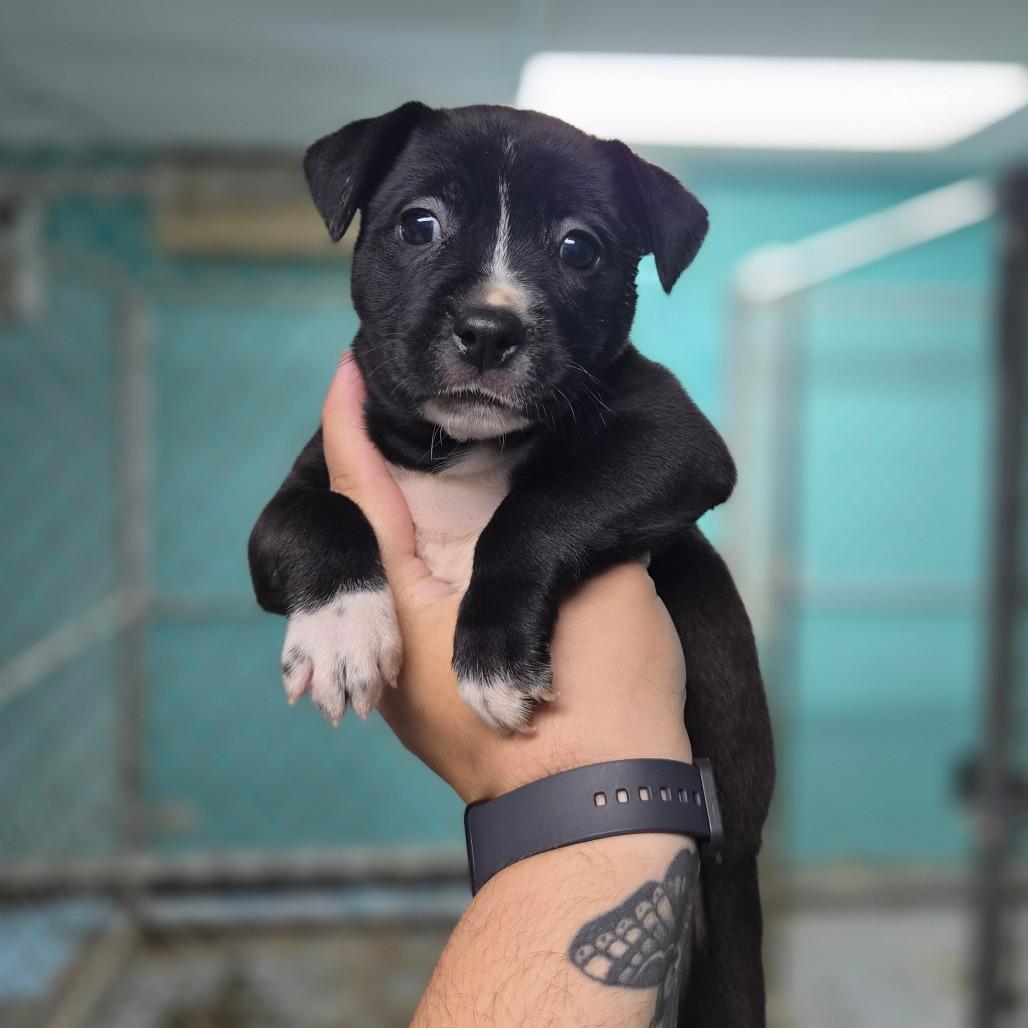 Enlarge McCrispy, a Adoptable mixed breed in Wahiawa, HI image 2/2