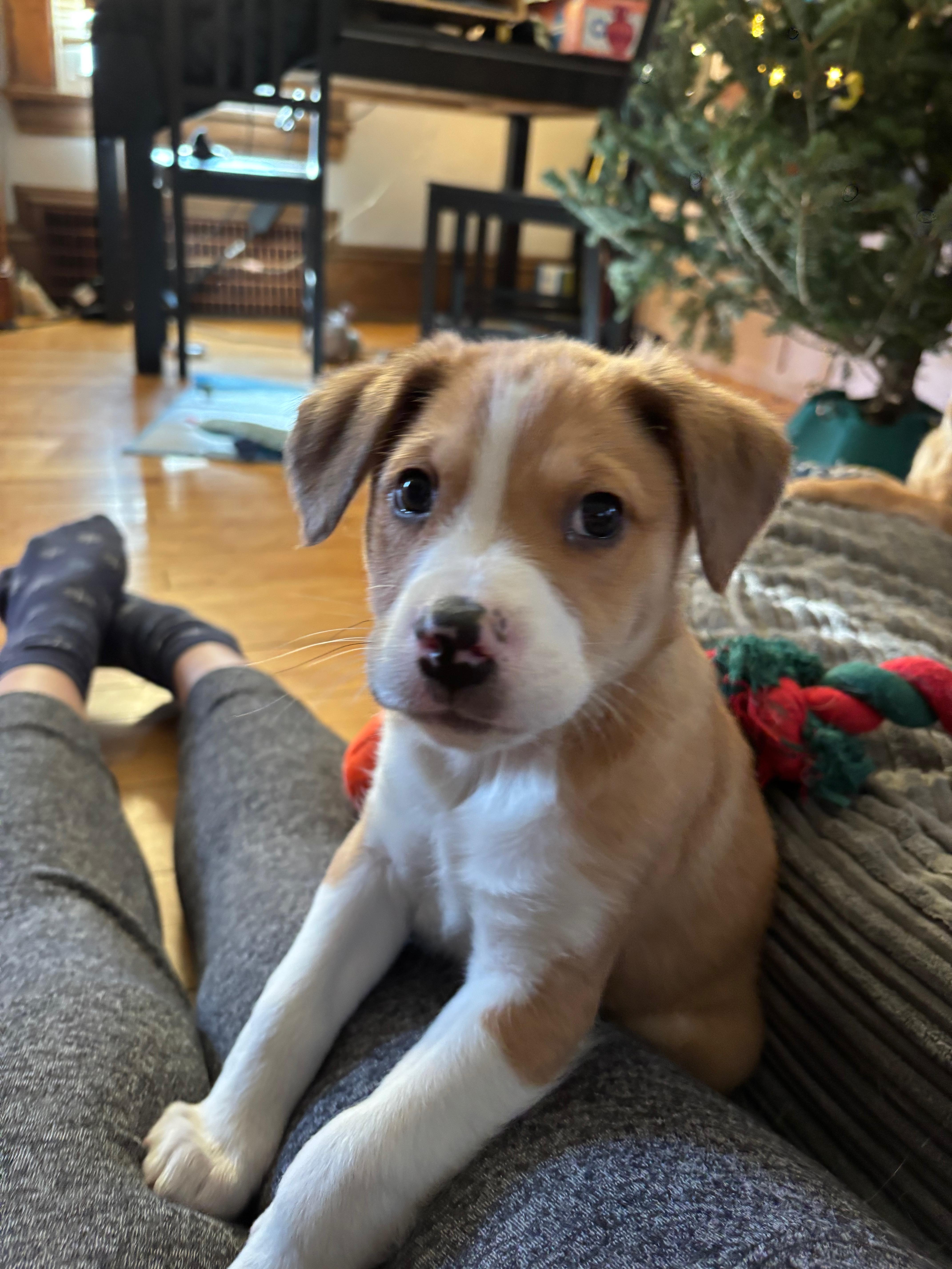 Pacey, ADOPTABLE, Puppy Female Retriever & Mixed Breed.