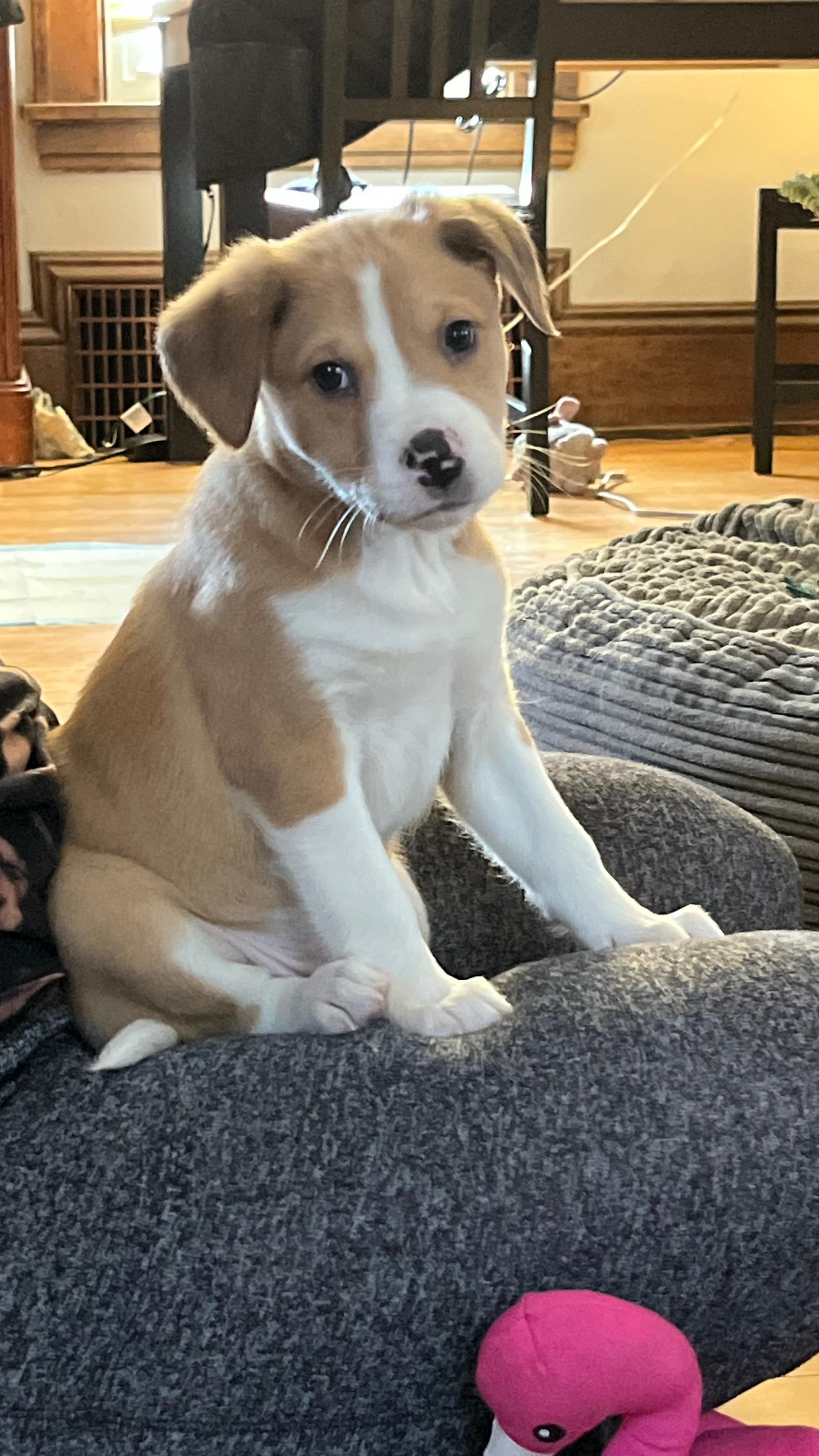 Enlarge Pacey, a ADOPTABLE mixed breed in Minneapolis, MN image 3/5