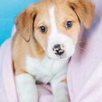 Enlarge Pacey, a ADOPTABLE mixed breed in Minneapolis, MN image 2/5