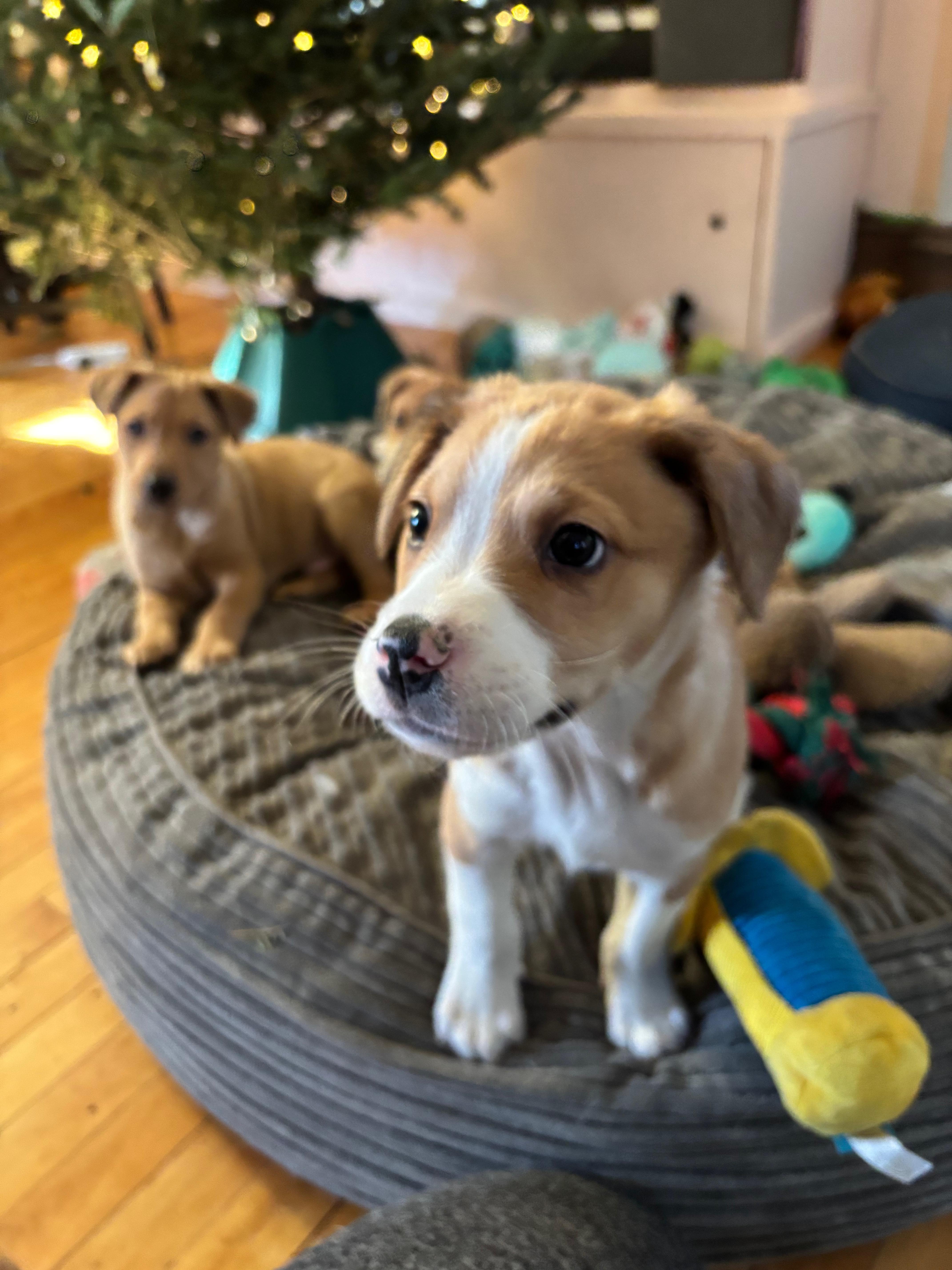 Enlarge Pacey, a ADOPTABLE mixed breed in Minneapolis, MN image 5/5