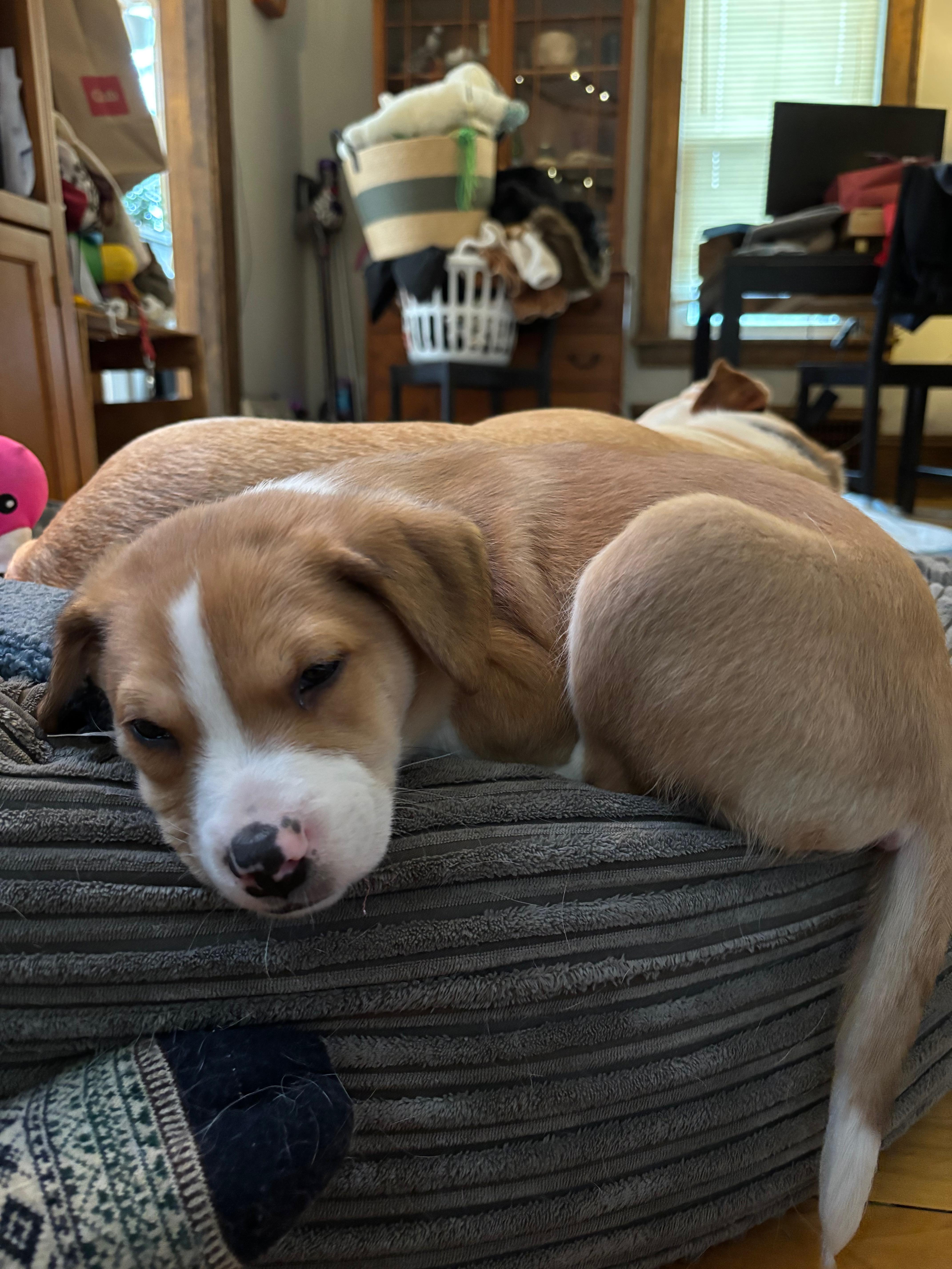 Enlarge Pacey, a ADOPTABLE mixed breed in Minneapolis, MN image 4/5