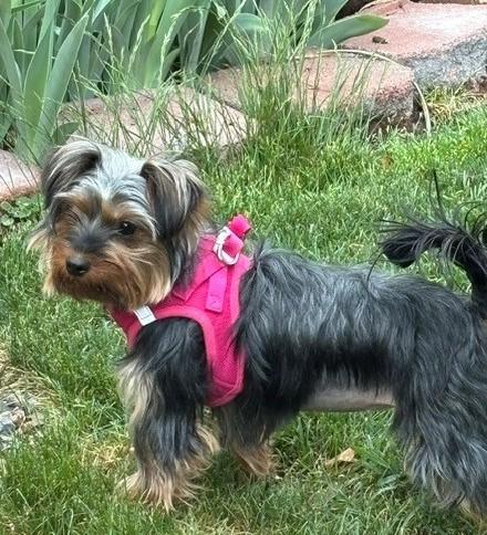 Enlarge Bingo, an adopted Yorkshire Terrier in Parker, CO image 1/1