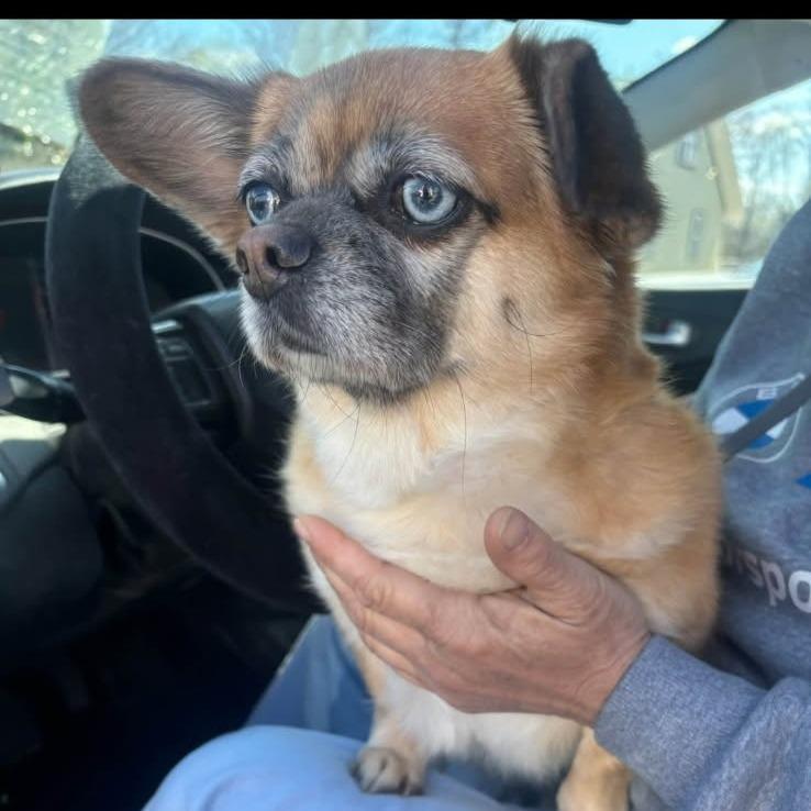 KoKo, Adoptable, Senior Female Mixed Breed.