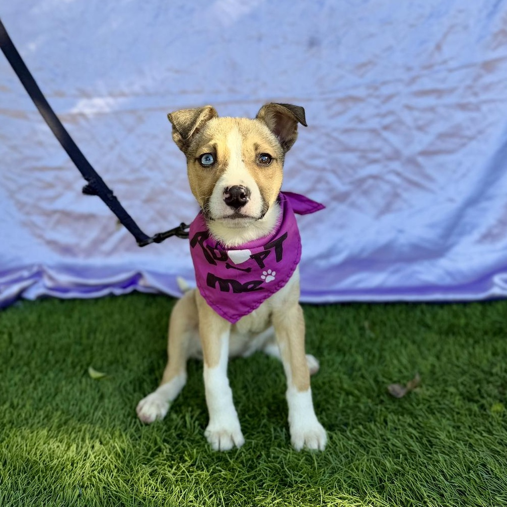Enlarge FAITH, a ADOPTABLE mixed breed in Rowland Heights, CA image 6/6