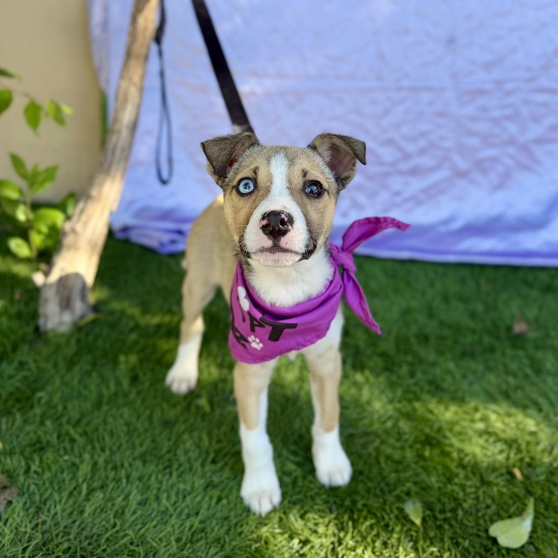 Enlarge FAITH, a ADOPTABLE mixed breed in Rowland Heights, CA image 5/6