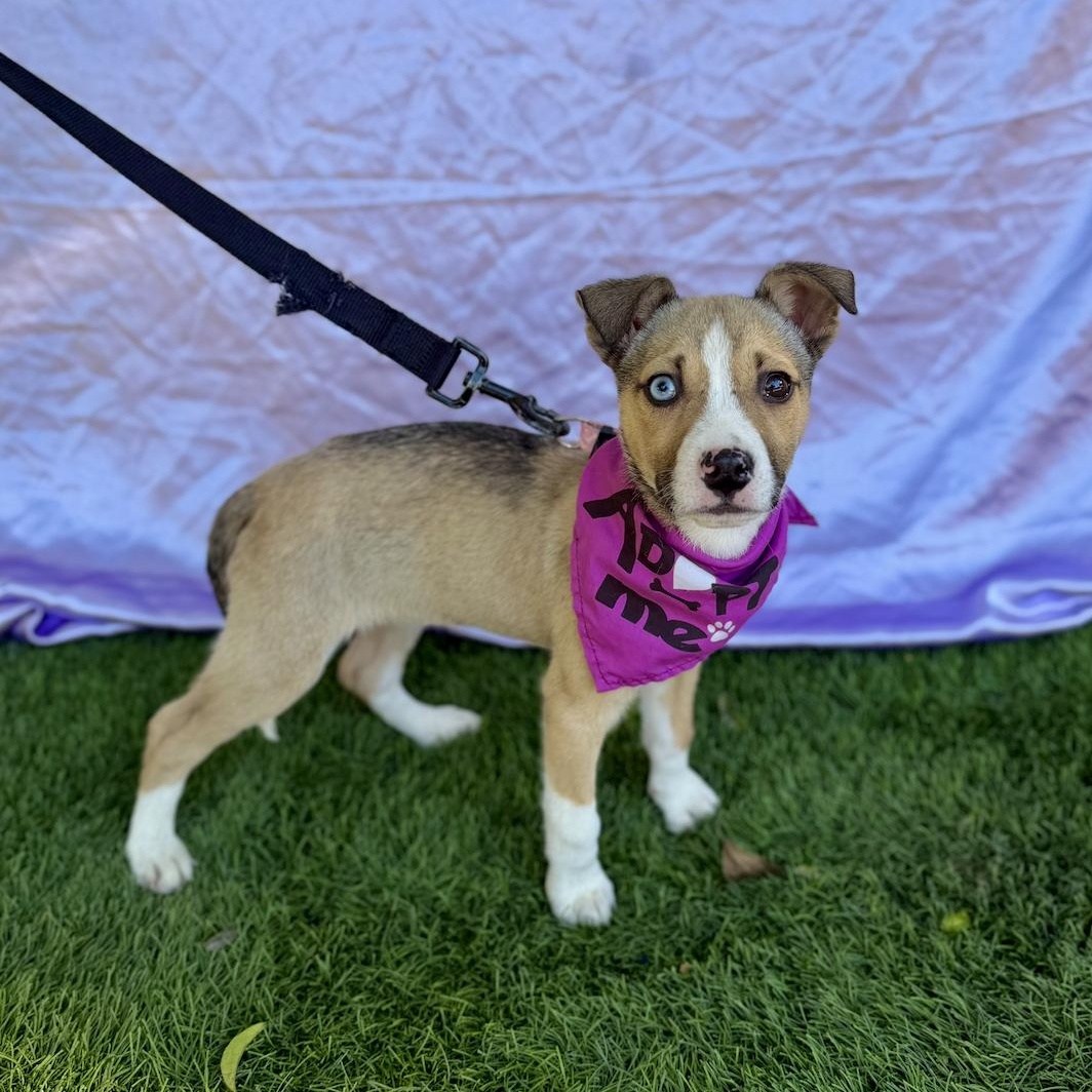 Enlarge FAITH, a ADOPTABLE mixed breed in Rowland Heights, CA image 2/6