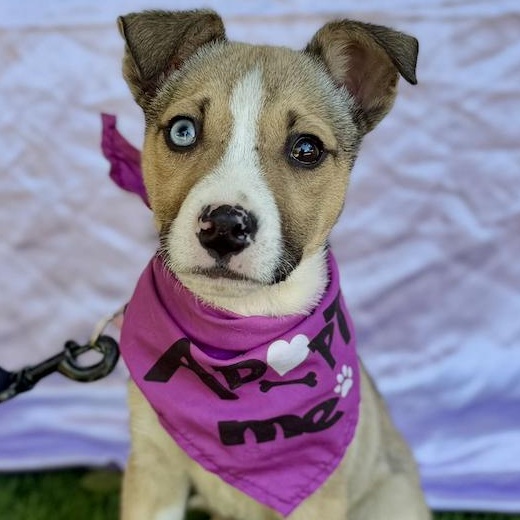 Enlarge FAITH, a ADOPTABLE mixed breed in Rowland Heights, CA image 1/6