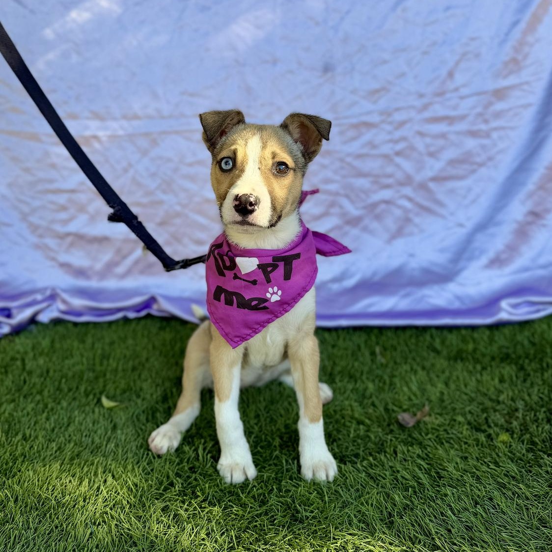 Enlarge FAITH, a ADOPTABLE mixed breed in Rowland Heights, CA image 3/6