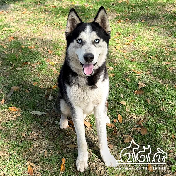 GLACIER, Adoptable, Young Male Siberian Husky.