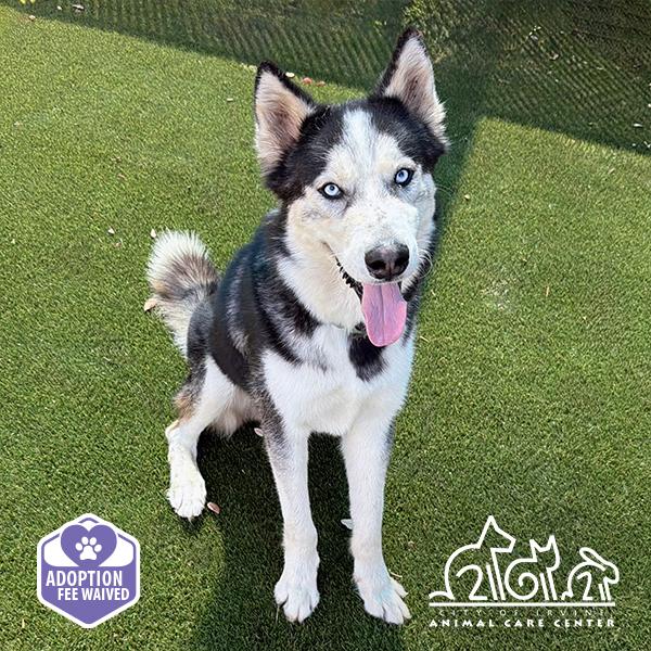 GLACIER, Adoptable, Adult Male Siberian Husky.