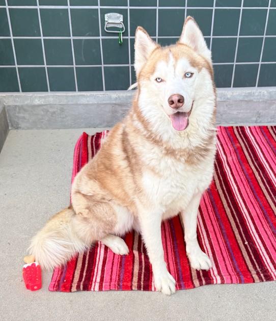 APOLLO, Adoptable, Adult Male Siberian Husky.