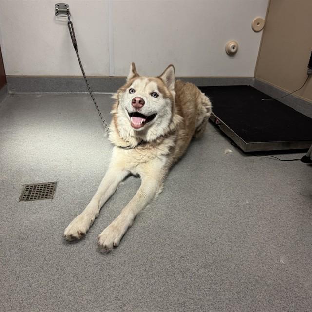 Enlarge APOLLO, a Adoptable Siberian Husky in Rancho Cucamonga, CA image 1/1