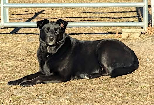 Enlarge Harley, an adoptable mixed breed in Worcester, MA image 1/6