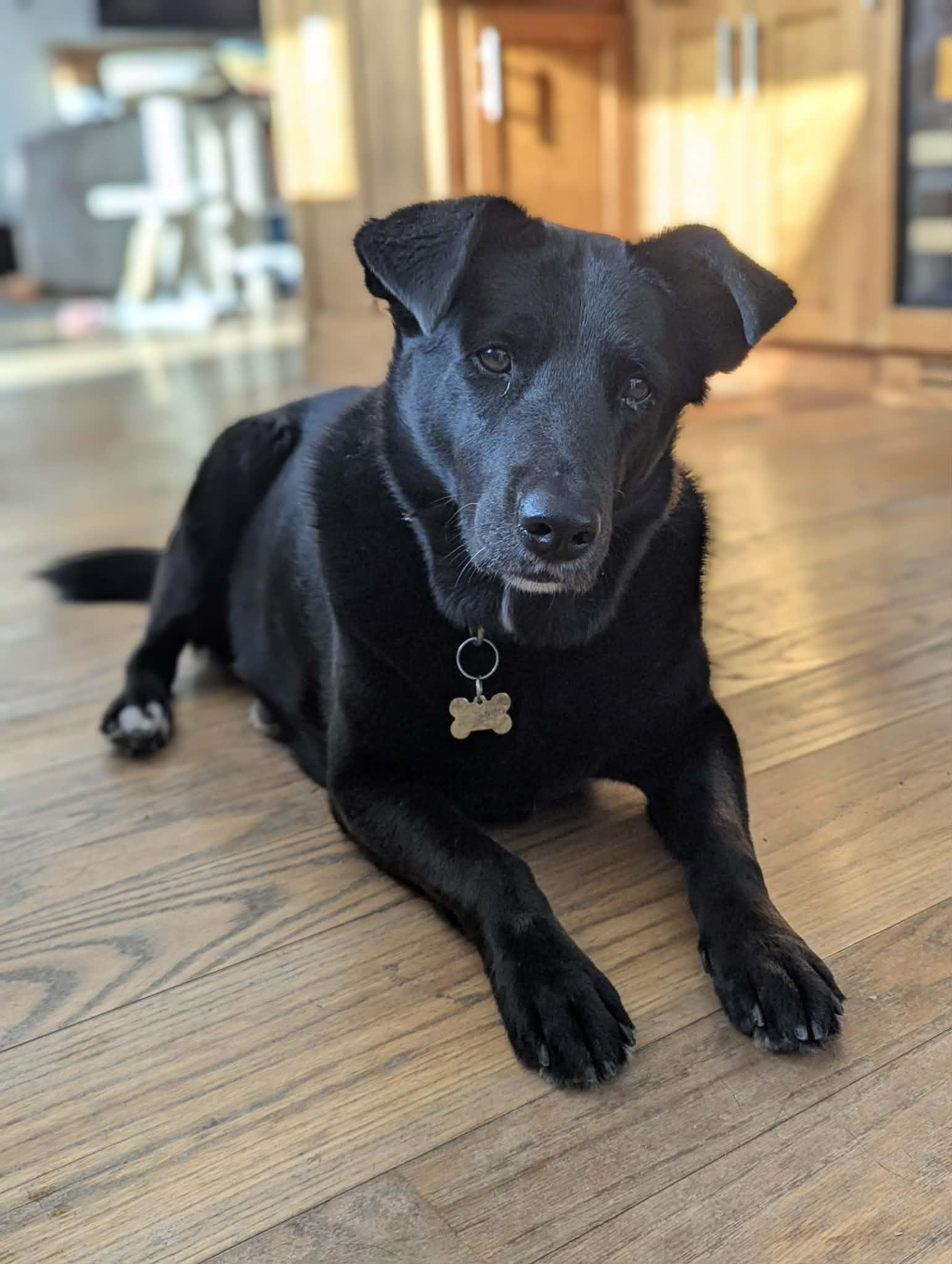 Enlarge Harley, an adoptable mixed breed in Worcester, MA image 1/6