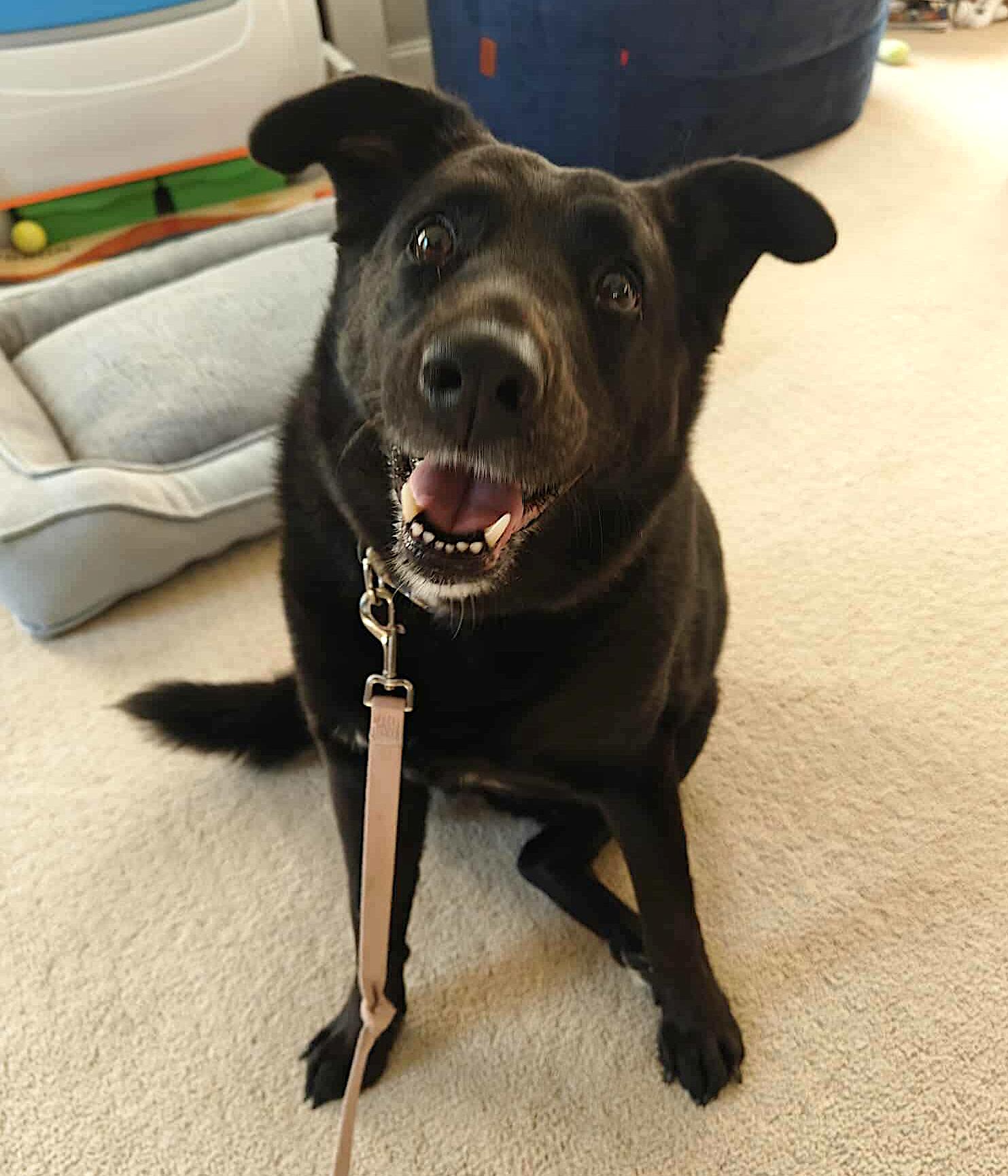 Harley, a Adoptable mixed breed in Millbury, MA image 3/3