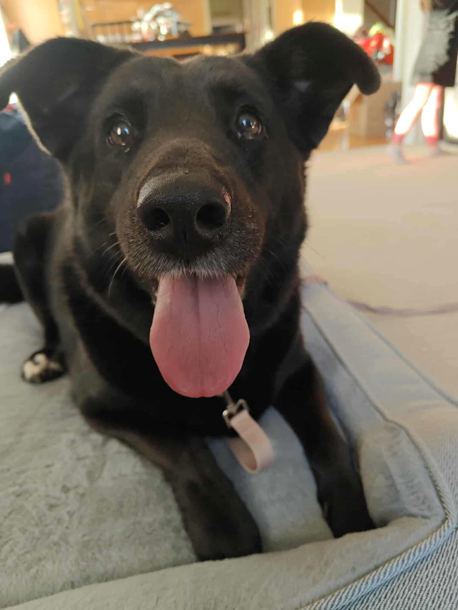 Harley, a Adoptable mixed breed in Millbury, MA image 1/3