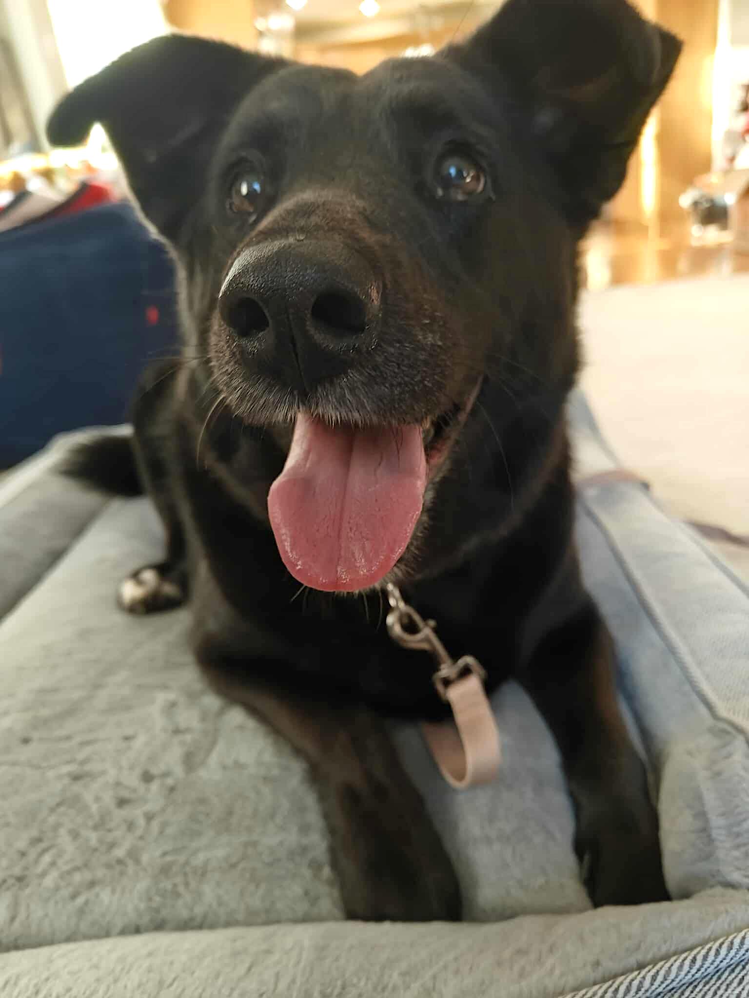 Harley, a Adoptable mixed breed in Millbury, MA image 2/3