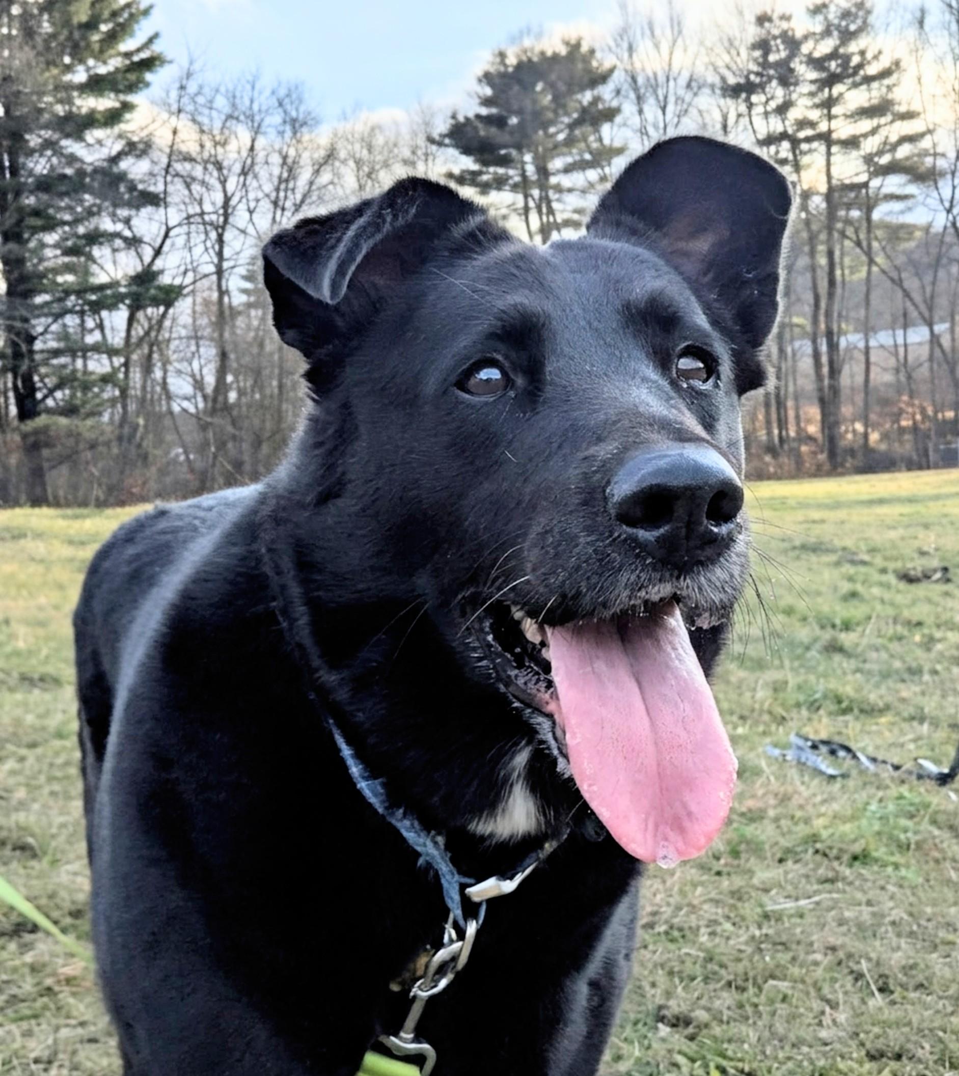 Enlarge Harley, an adoptable mixed breed in Berlin, MA image 4/5