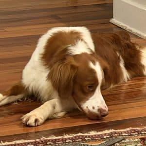 Enlarge MAXUS 20044074 MO, an adopted Brittany Spaniel in Sugar Grove, IL image 2/2