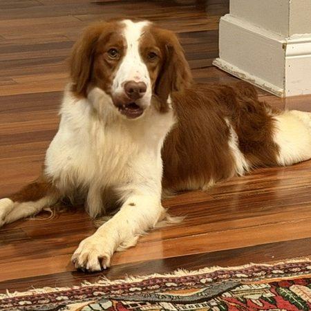 MAXUS 20044074 MO, adopted, Adult Male Brittany Spaniel.