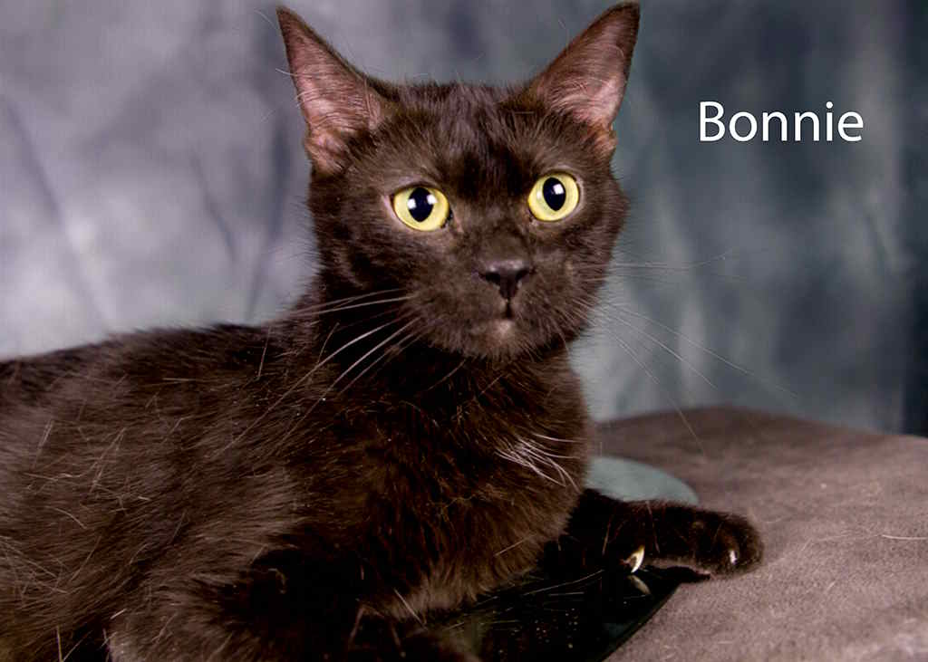 Enlarge Bonnie, a Adoptable Domestic Short Hair in York, NE image 1/4