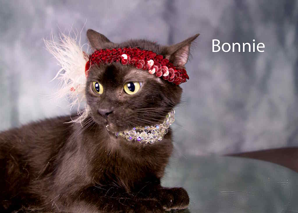 Bonnie, Adoptable, Adult Female Domestic Short Hair.