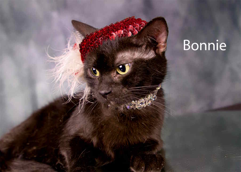 Enlarge Bonnie, a Adoptable Domestic Short Hair in York, NE image 3/4