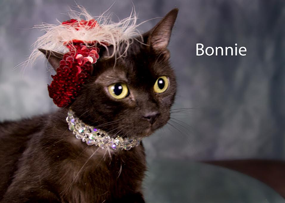 Enlarge Bonnie, a Adoptable Domestic Short Hair in York, NE image 4/4